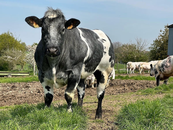 Die gesundheitlichen Vorteile von Flandern-Rindfleisch