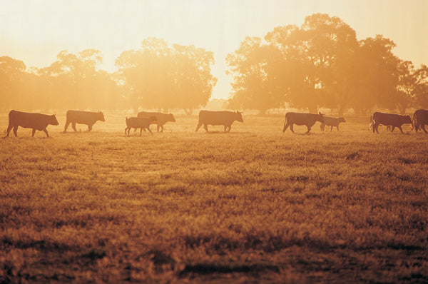 Argentinische Angusrinder auf einem Feld bei Sonnenuntergang