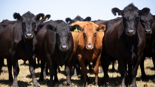 Untersuchung der Unterschiede zwischen Angusrindfleisch aus den USA und Argentinien