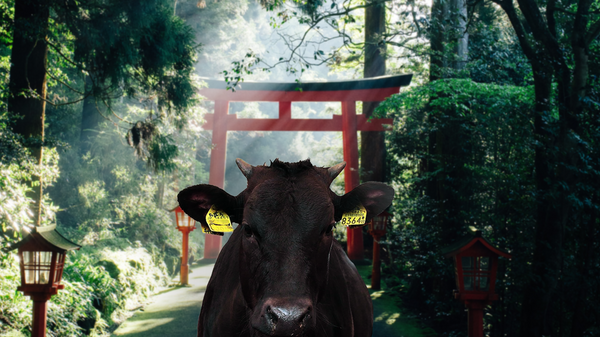Wagyu-Kuh vor japanischem Bogen stehend